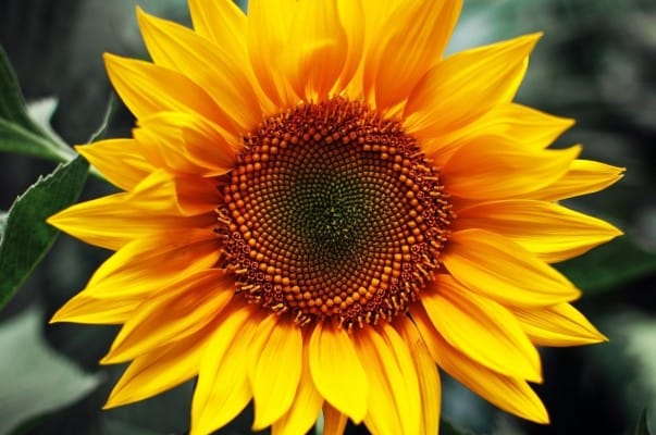 sunflower-06