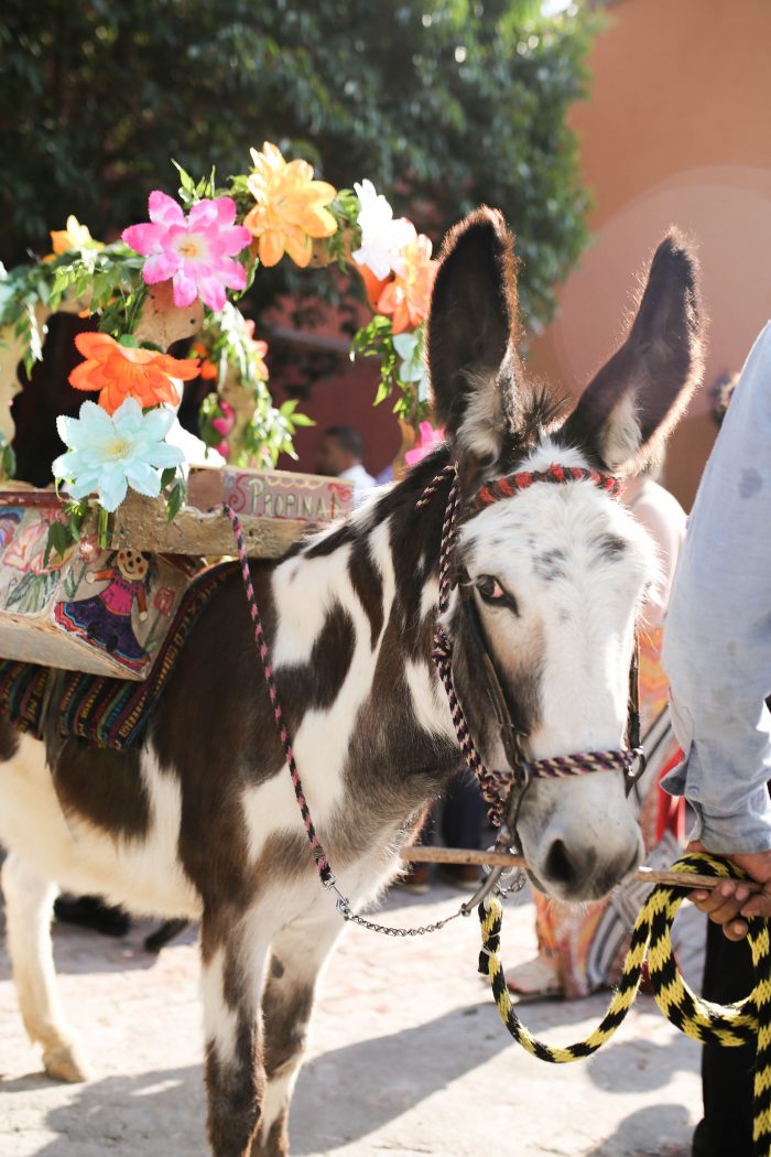 Donkey at Traditional Mexican Wedding in San Miguel de Allende