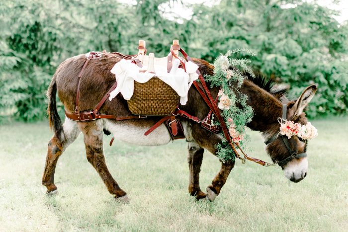 Cute Donkey Carrying Beverages on Back at Real Wedding