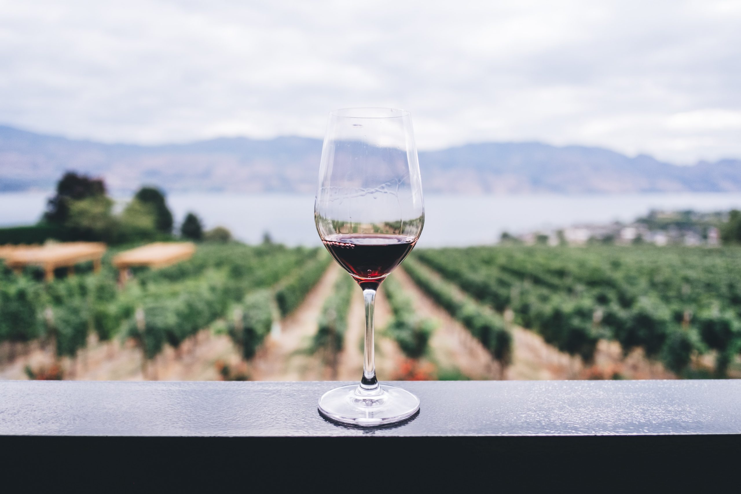 Photo de vin dans un vignoble 