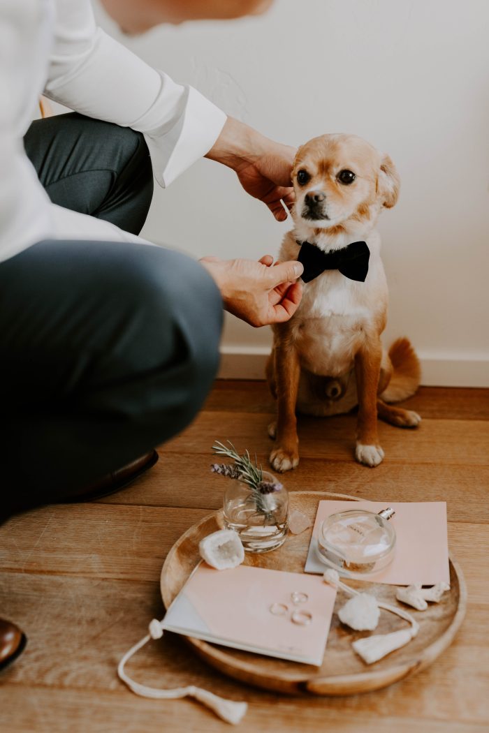 Photo Of Dog Dressed Up For Wedding