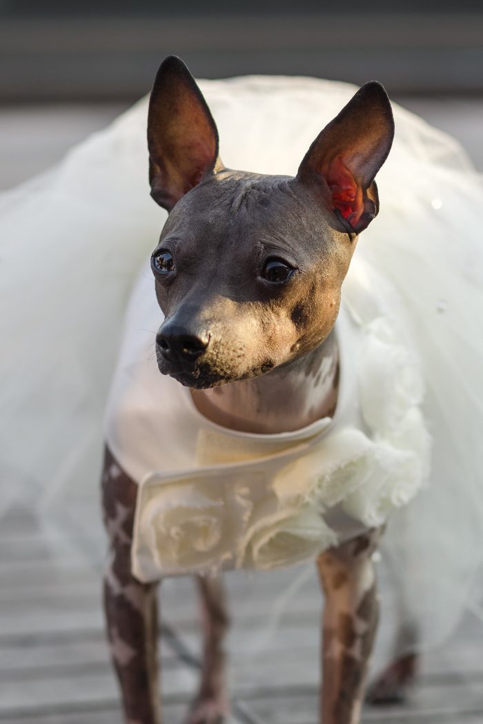 Dogs Wedding Ideas Of Dressing Up Your Dog For Your Wedding Day