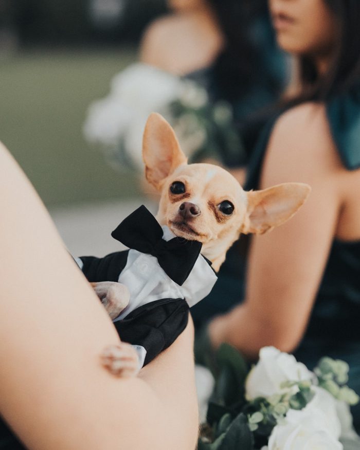 Chihuahua Dressed Up In Tux For Dog Wedding Ideas