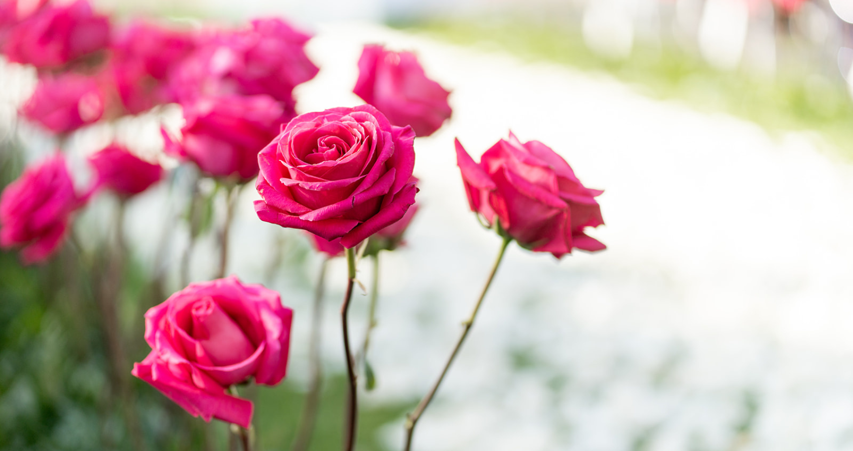 Viva Magenta Roses In Pantone Color Of The Year Shade