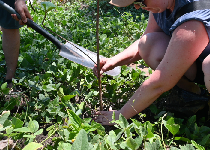 A Maggie Sottero team member planting a tree to help with habitat preservation through our partnership with One Tree Planted