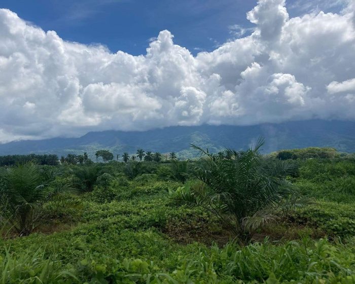 Costa Rica landscape that Maggie Sottero is helping to regrow through their reforestation efforts