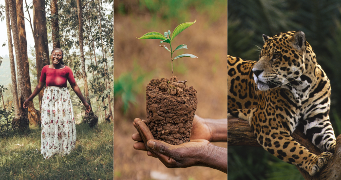 Three side-by-side images: on the left, a person standing among tall trees in a grassy forest clearing wearing a red top and a long patterned skirt; in the center, a pair of hands holding a small seedling growing from a compact clump of soil; on the right, a jaguar resting along a tree branch with a blurred green background.
