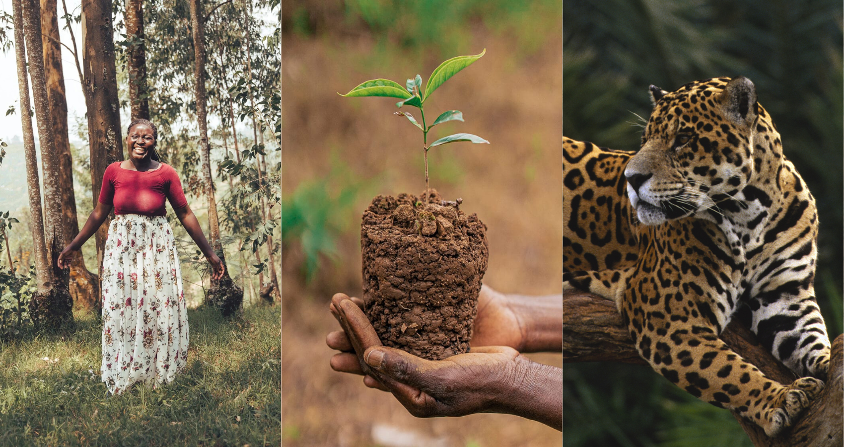 Three side-by-side images: on the left, a person standing among tall trees in a grassy forest clearing wearing a red top and a long patterned skirt; in the center, a pair of hands holding a small seedling growing from a compact clump of soil; on the right, a jaguar resting along a tree branch with a blurred green background.
