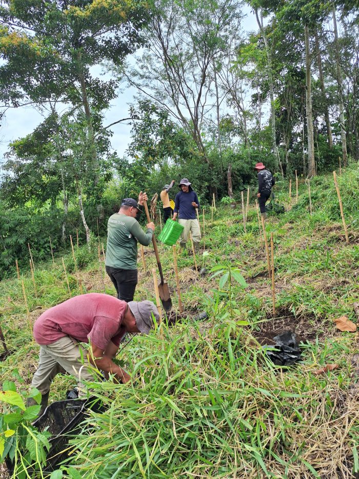 A group of people planting trees on a grassy hillside, using tools and placing stakes among evenly spaced saplings surrounded by dense forest vegetation.