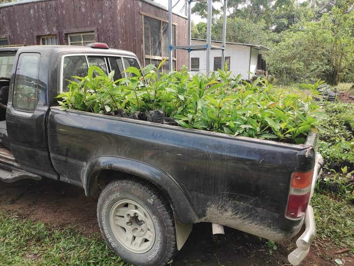 Pickup truck loaded with rows of young tree saplings in black grow bags, parked beside rustic buildings and greenery, ready for transport or planting.