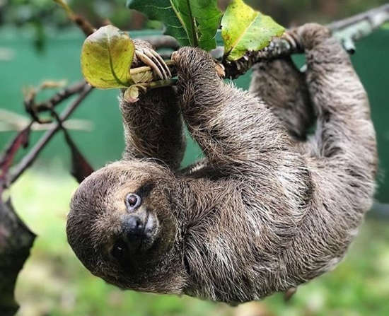 Baby sloth hanging from a branch