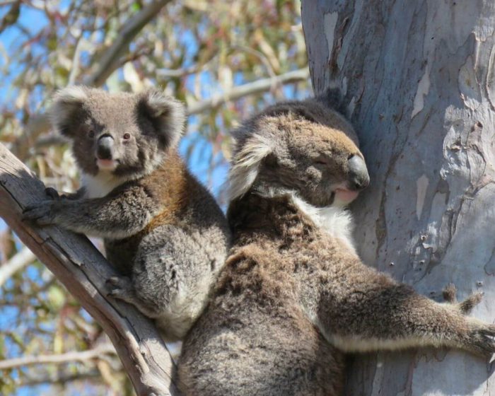 Koalas climbing a tree